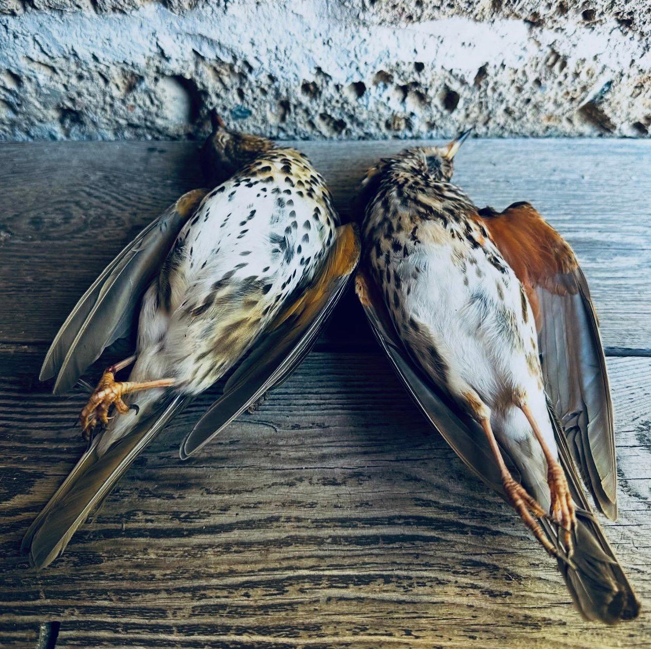 La Chasse à la Caille au Maroc : Guide Complet pour une Saison Réussie