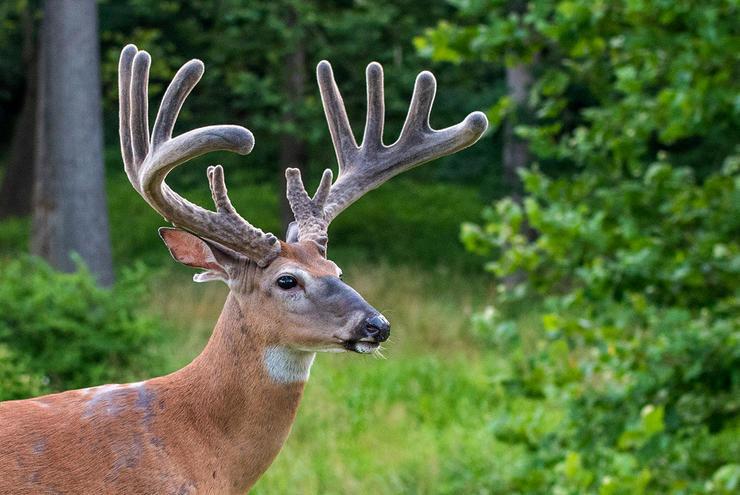 10 Amazing Facts About Velvet Antlers