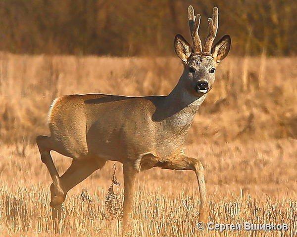 Roe deer or roe deer, or wild goats are a genus of deer that live on the territory of Eurasia.