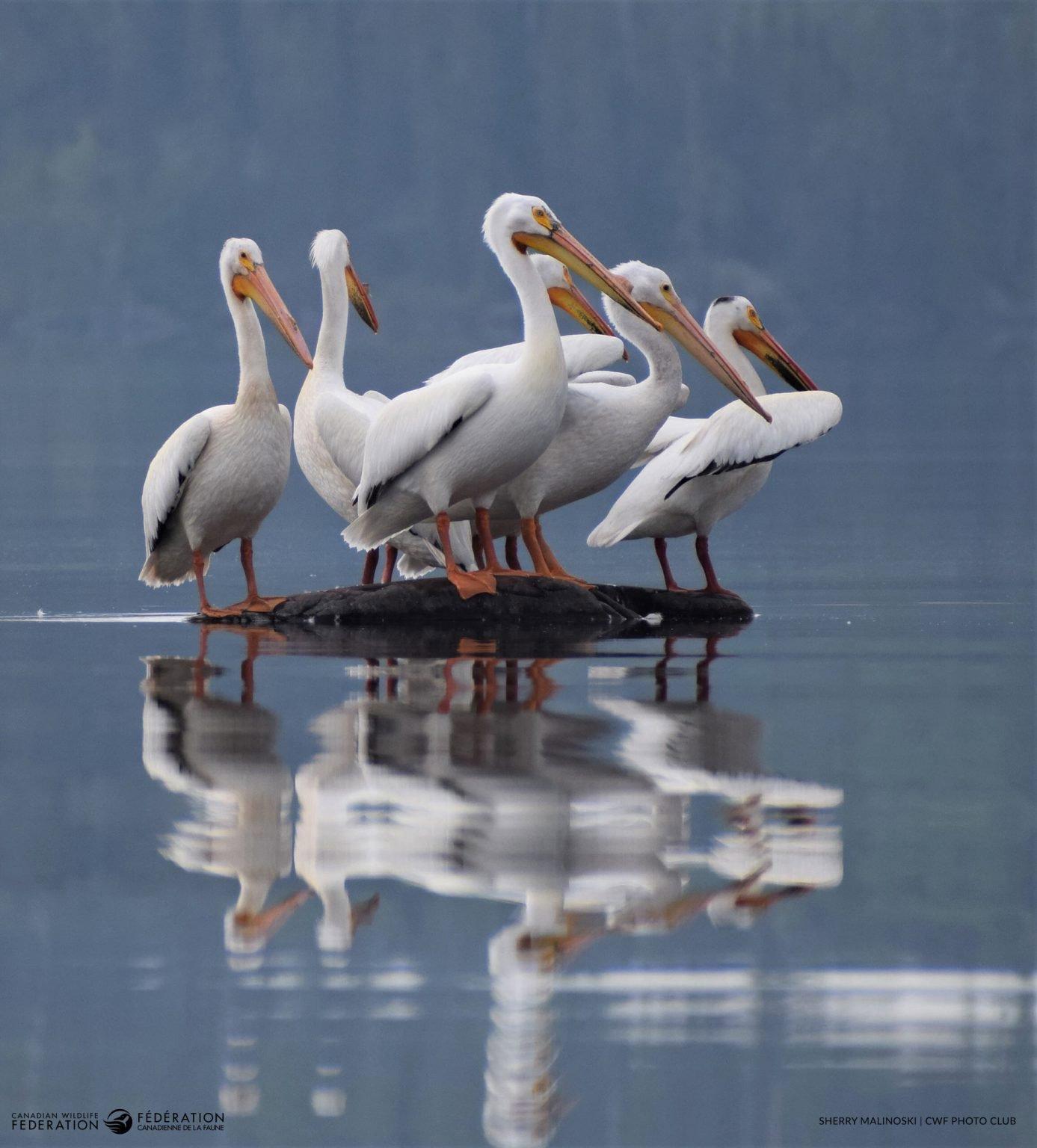 Winners of the 2024 Reflections of Nature Photo Contest.