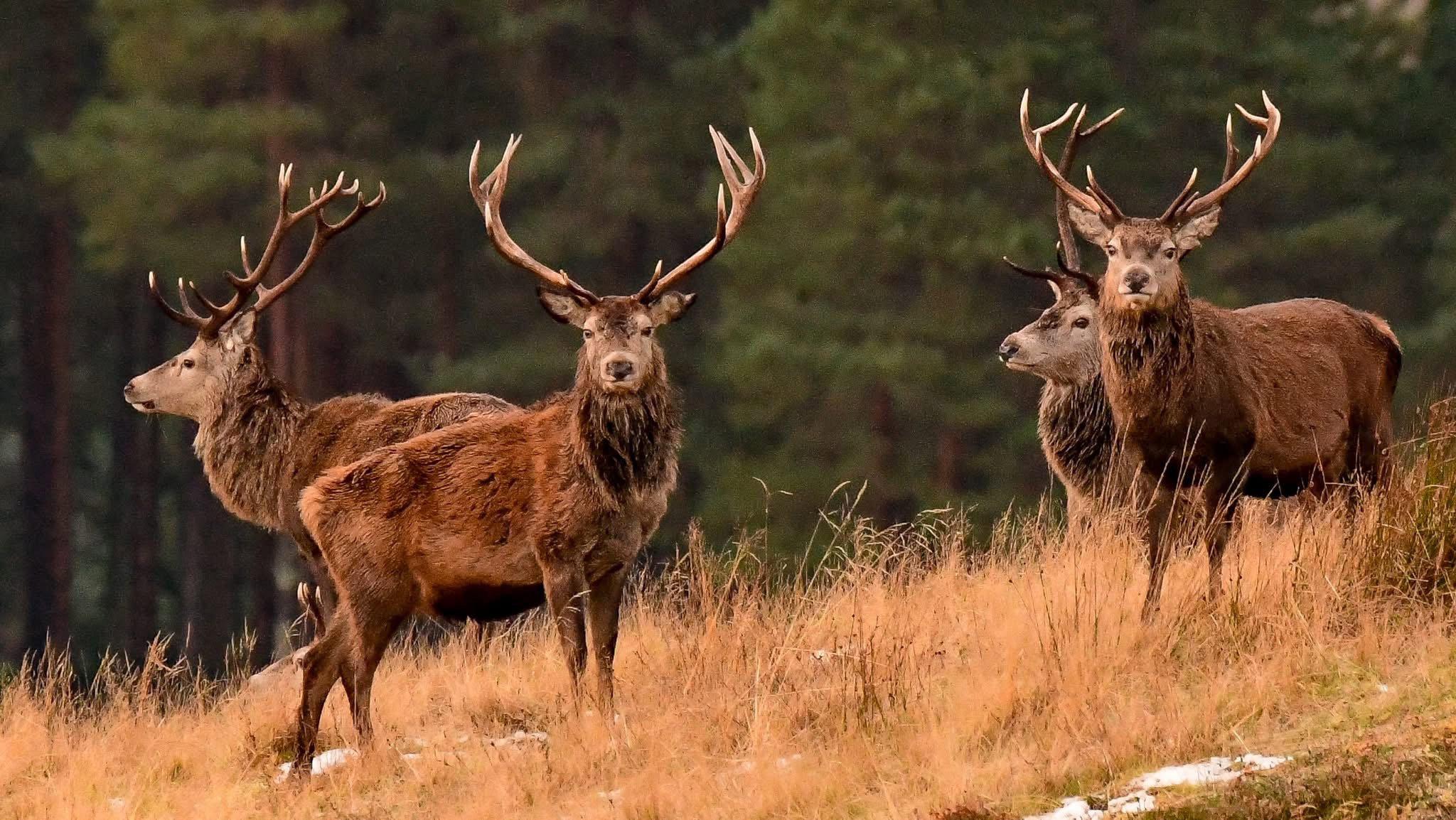 I live in the Scottish highlands and have a passion for stalking red deer  to get as close as possible to capture them in their natural habitat .