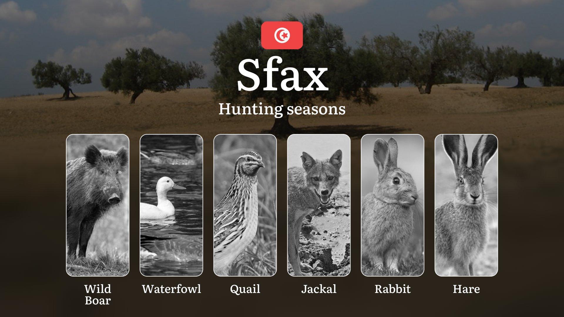 Hunting Seasons in SFAX: Opening and Closing Dates, General Rules, Protected Species, Legal Requirements and Penalties for Violations