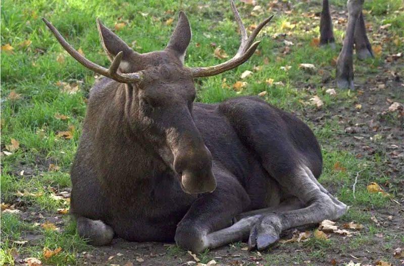 Los evropský (Alces alces)...