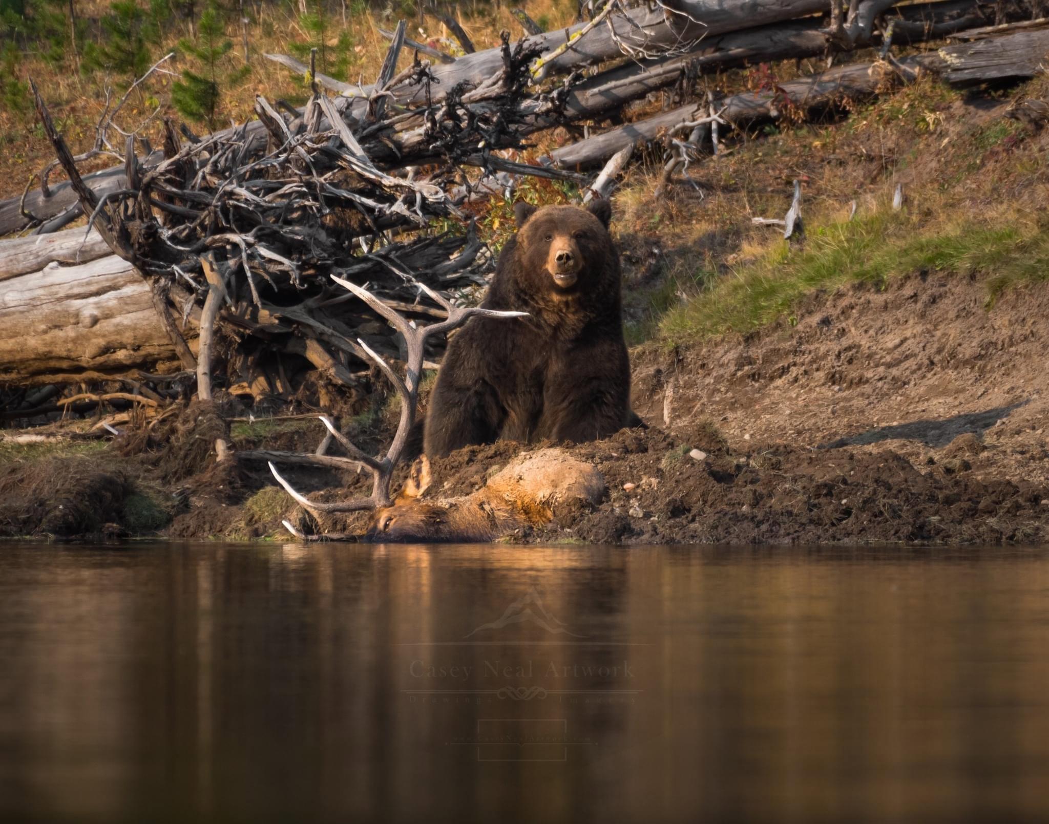 Yellowstone's Birthday,