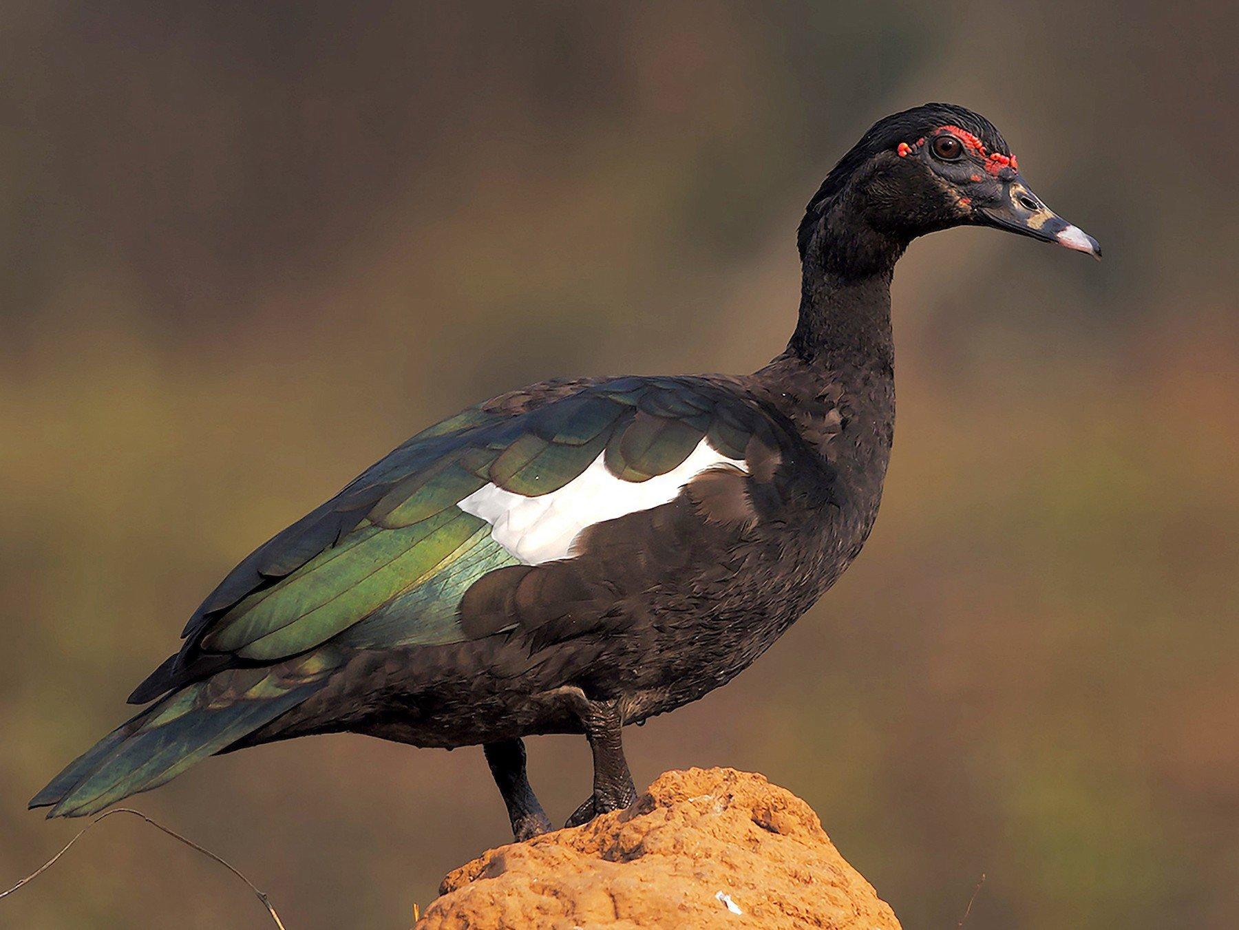 In den ruhigen Gewässern und auf den glitzernden Teichen der Natur präsentiert sich ein wahrhaft zauberhaftes Geschöpf: die wunderschöne Wildente.