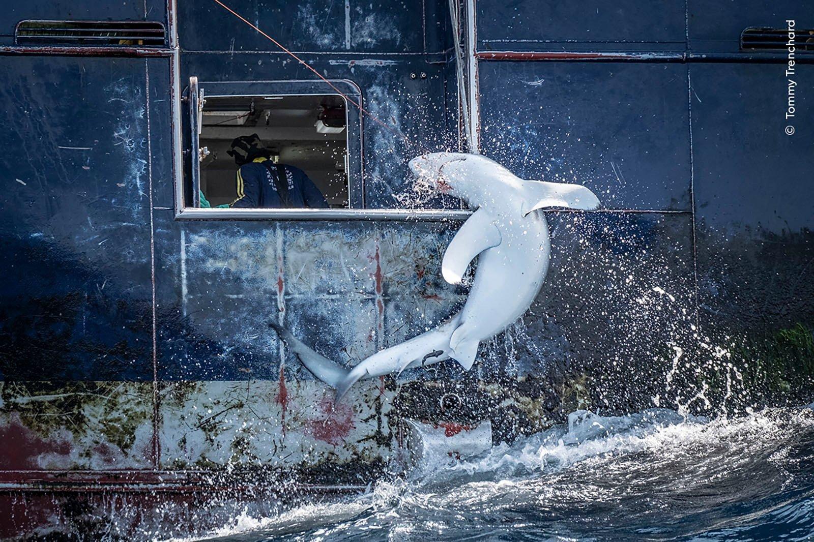 La 60ème finale du concours annuel Wildlife Photographer of the Year, l'un des plus importants au monde, n'aura lieu qu'en octobre - mais pour ne pas l'oublier, les organisateurs du concours ont jusqu'à présent publié plusieurs photographies qui ont atteint les finales