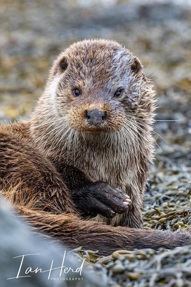 Otter set taken earlier this month on the Isle of Mull, Inner Hebrides, Scotland.