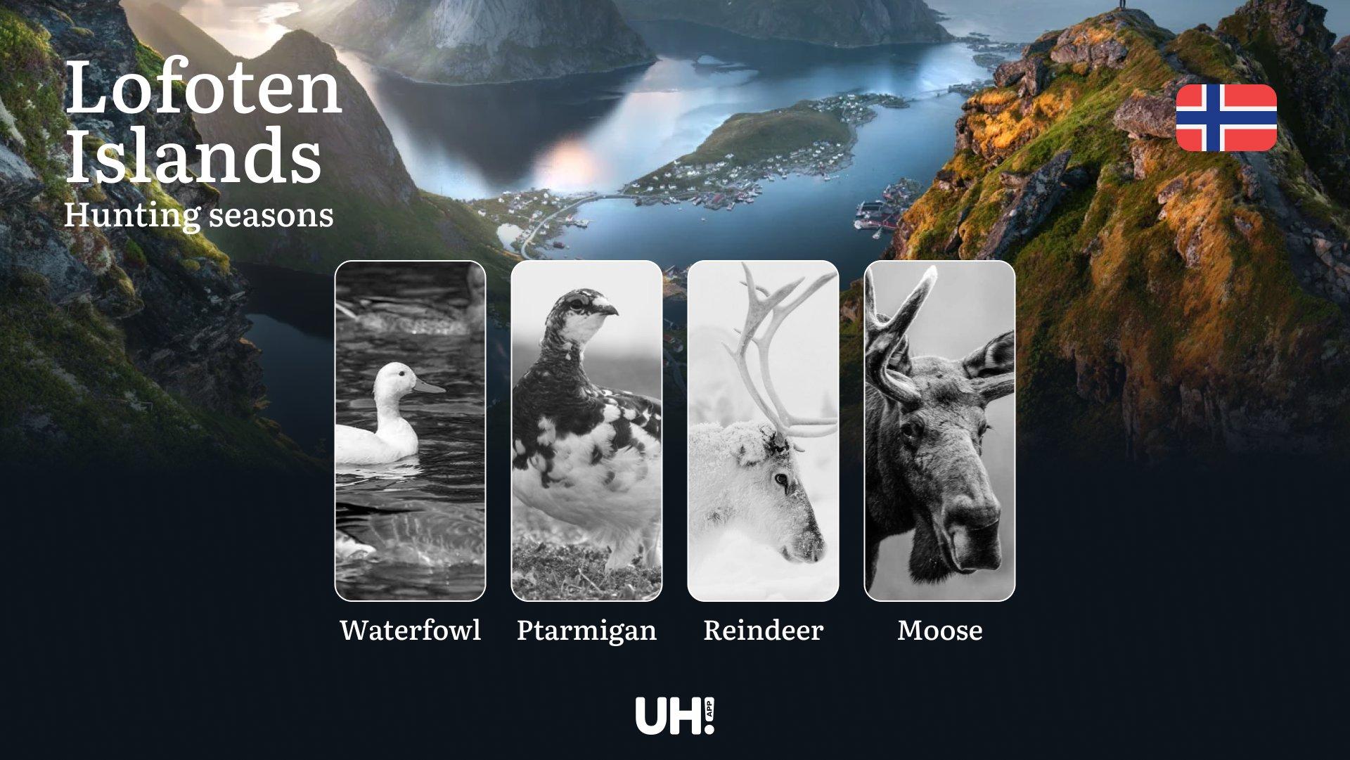 Hunting Seasons in Lofoten Islands: Restrictions, Bans, and Protected Species, Choosing Timing, Gear, and Tactics