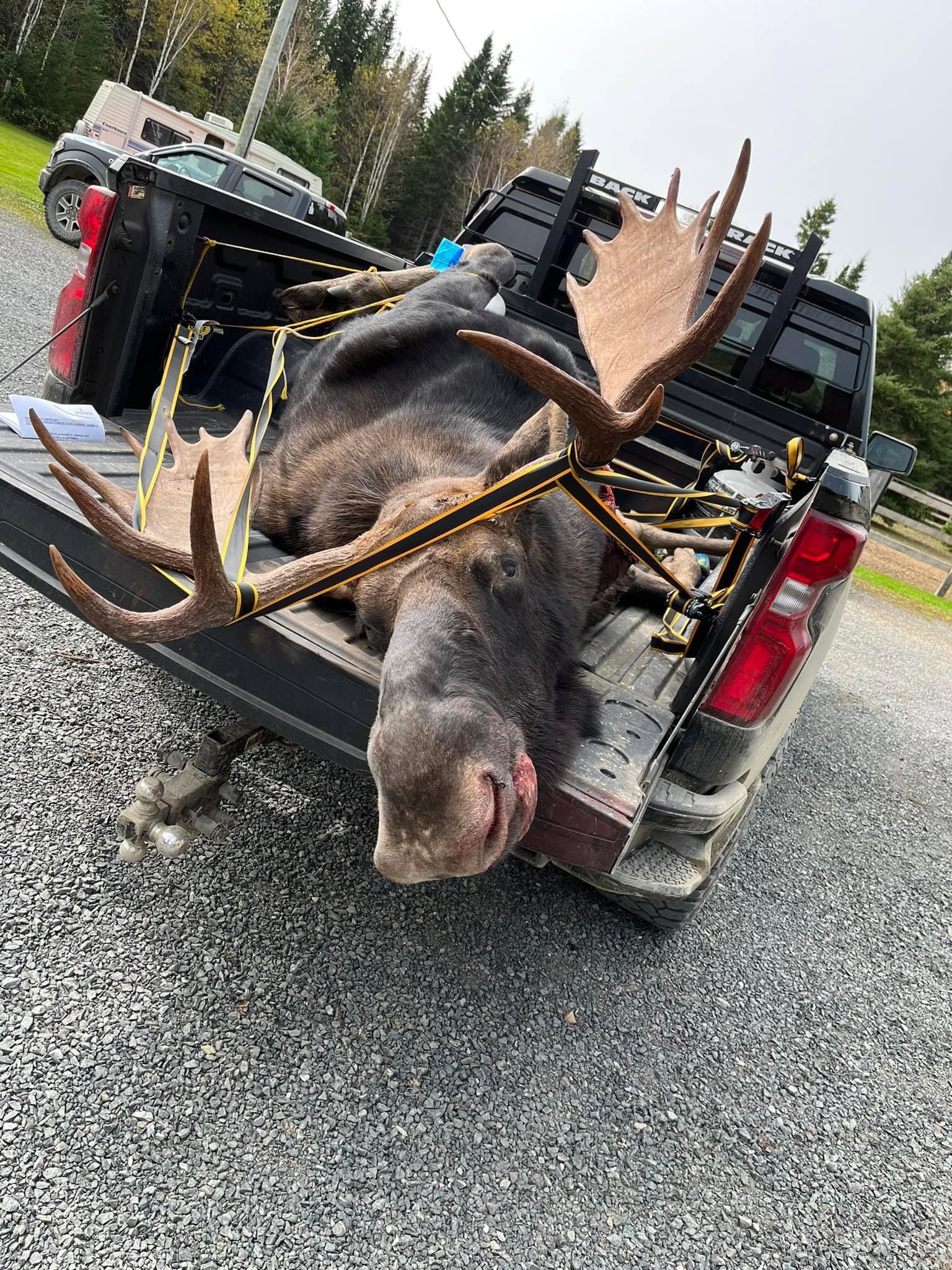 Moose 2023 bathurst nb canada