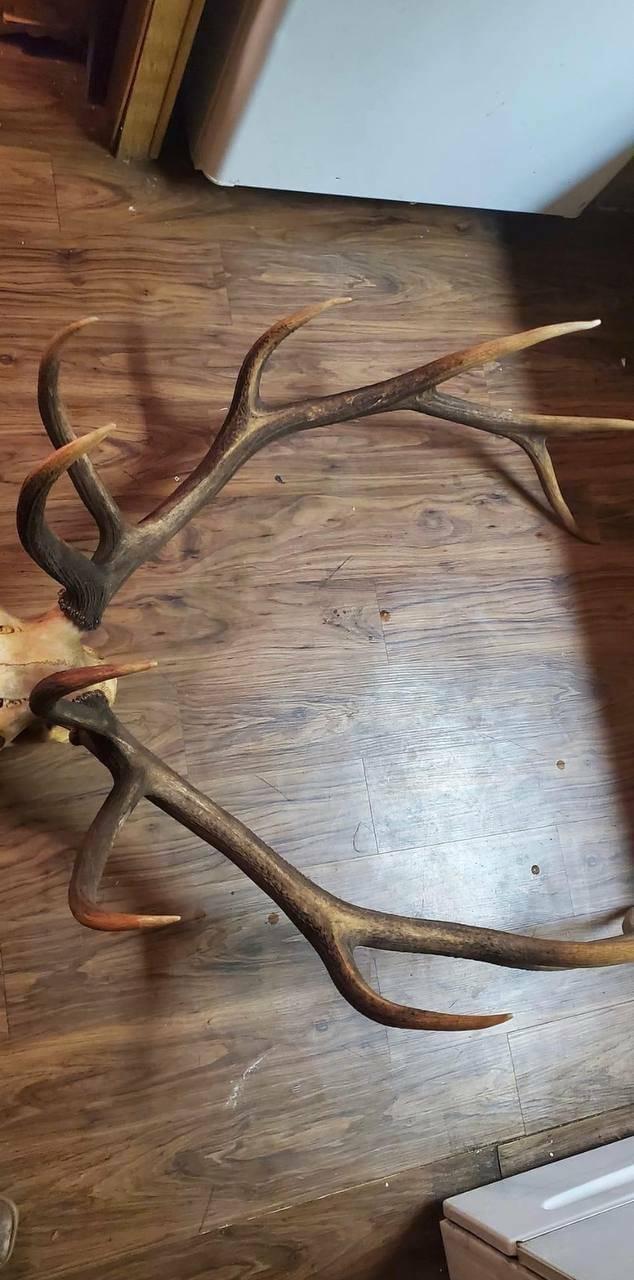 Available elk antlers message me if interested