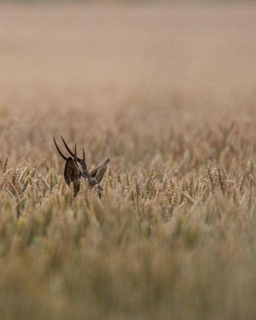 Quand le camoufle rencontre un camoufle