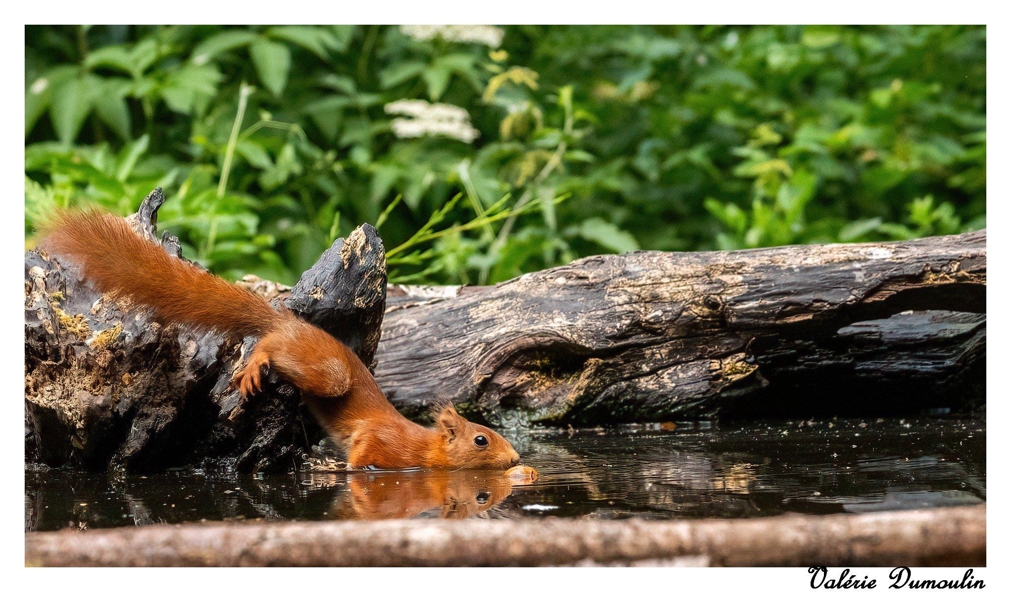 Parfois il faut savoir se mouiller pour obtenir ce que l'on veut , en l'occurrence une noisette dans l'eau ️🤣🤣😊😊