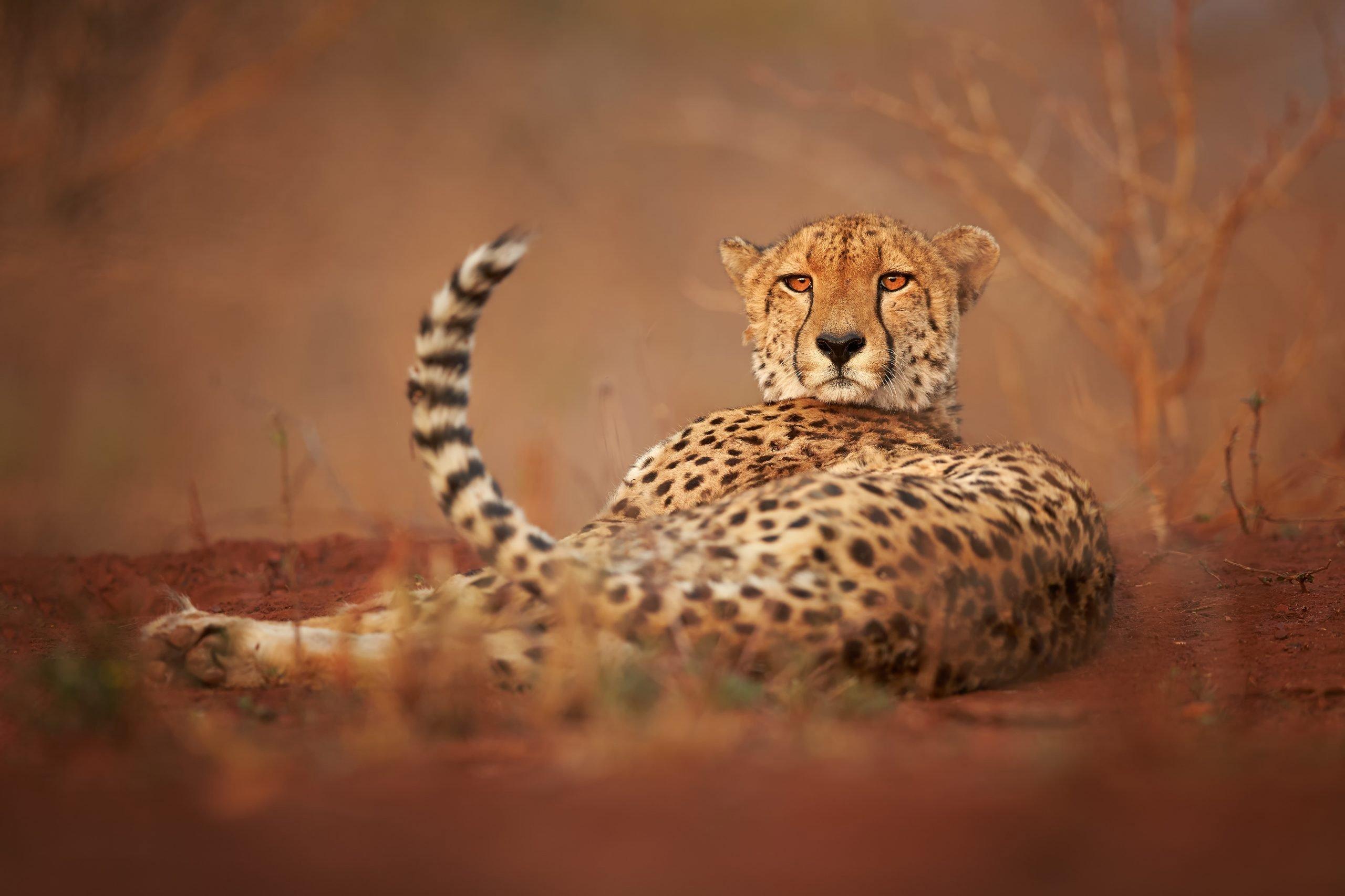 Cheetahs are being reintroduced to India after 70 years of extinction