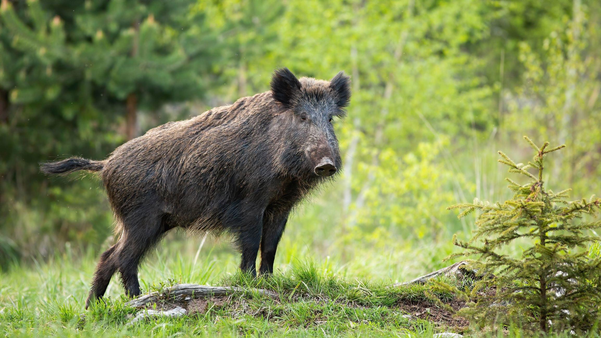 Wild boar hunting is one of the most popular hunt in France.