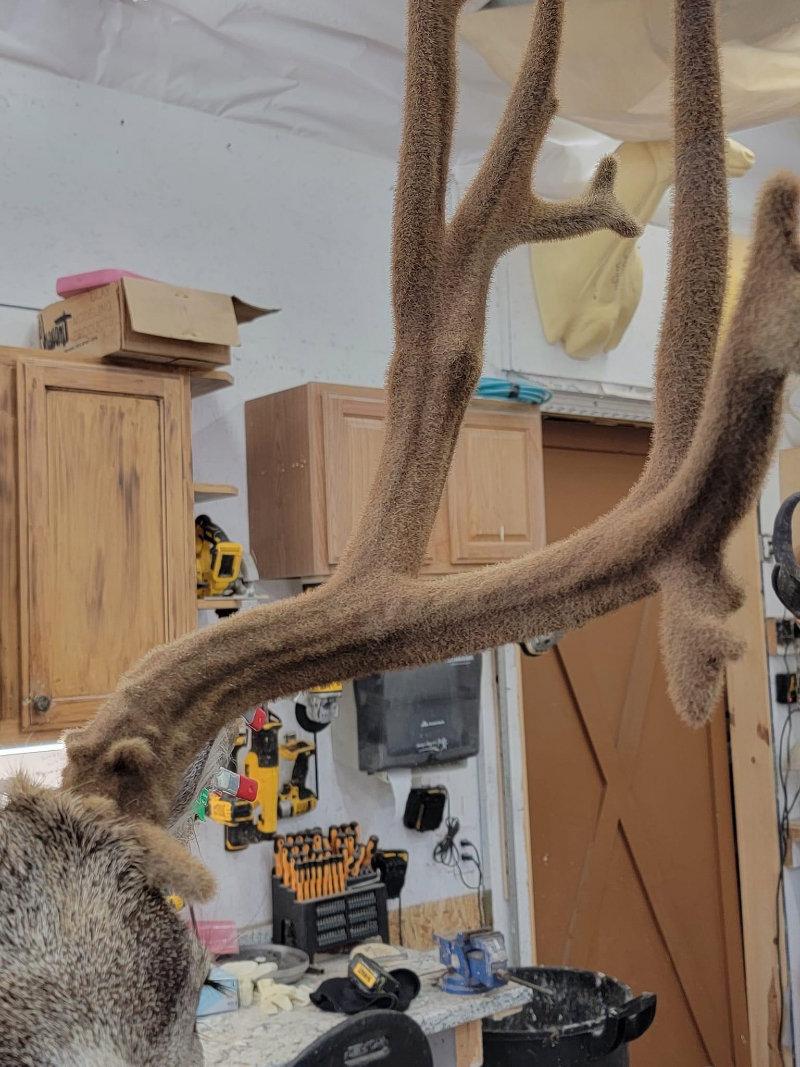 Giant mule deer put together today.