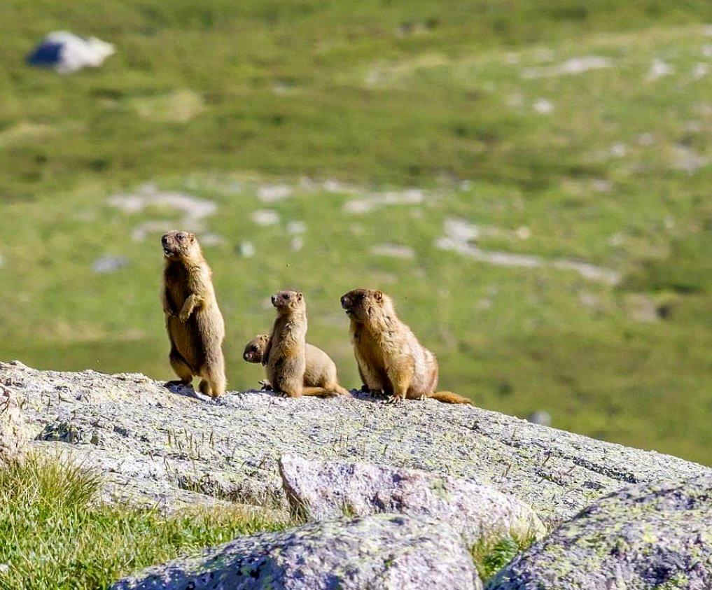 СУРОК СЕРЫЙ (алтайский): описание, охота на сурка, повадки, где обитает, методы добычи и трофейная ценность