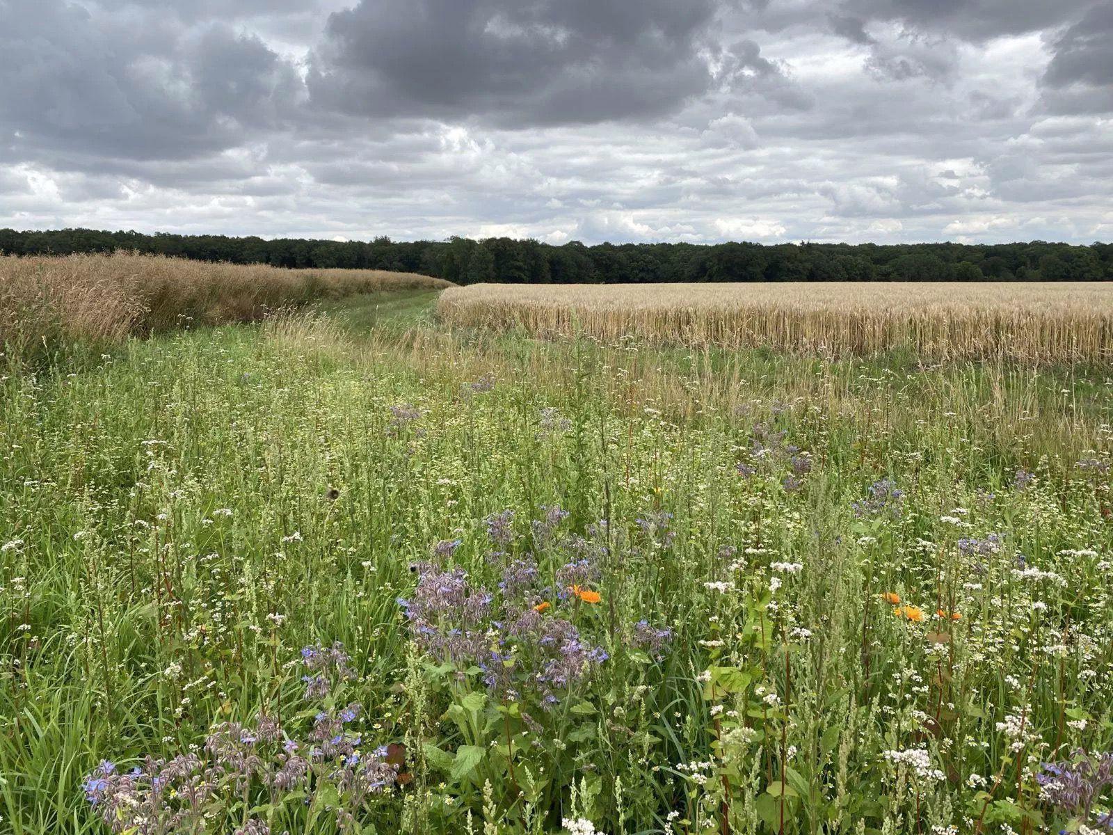 Les chasseurs participent à la réhabilitation des chemins ruraux sillonnant les lieux décrits dans l’œuvre de Marcel Proust !