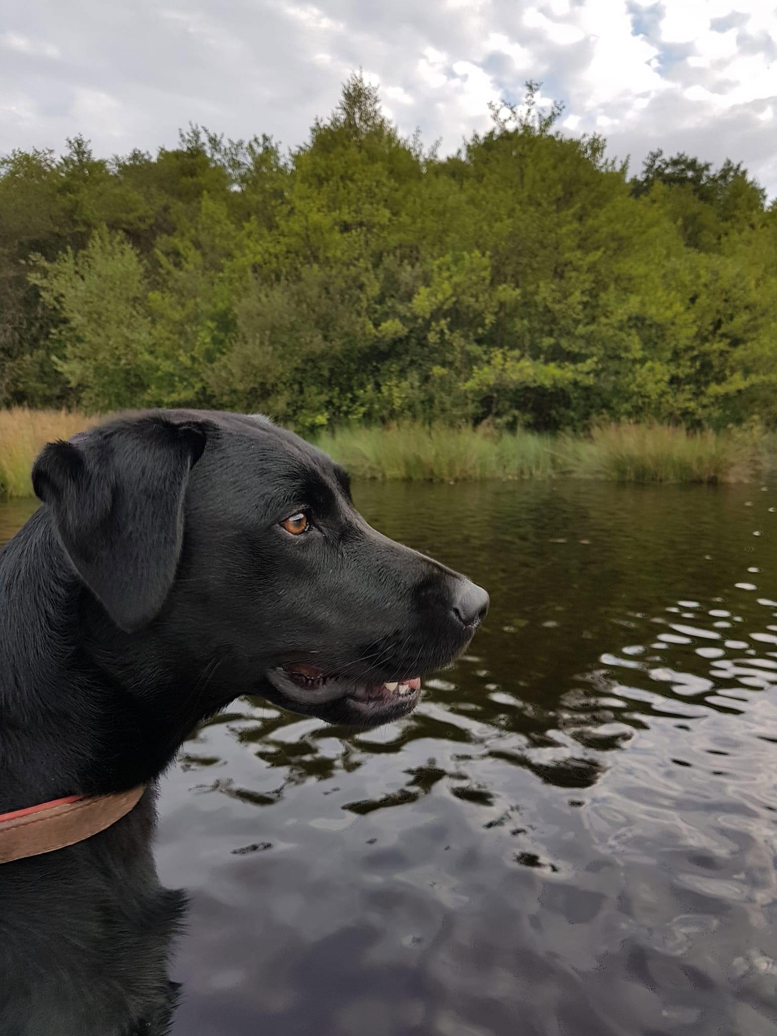 Heureuse de vous annoncer la naissance des 6 chiots issue du mariage de Rivale des Geguis et de Tweed du château de bigny 
