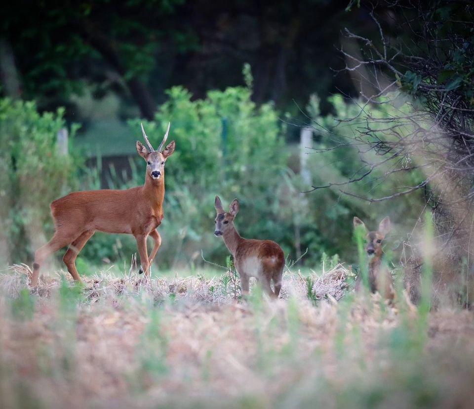 🦌Photos de famille 🦌