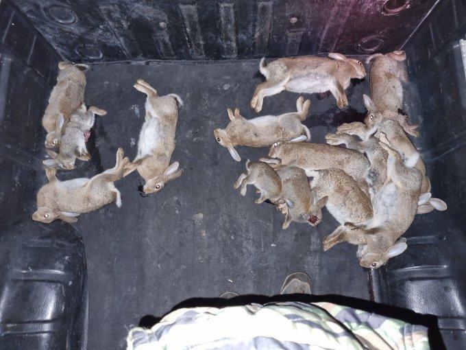 Rabbit hunting 