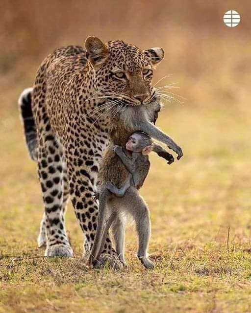 Una de las más destacadas fotografías del año de National Geographic, donde la cría, consciente de su destino, no abandona a su madre.