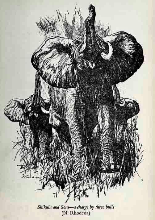 Elephants in Africa by Frank Melland.