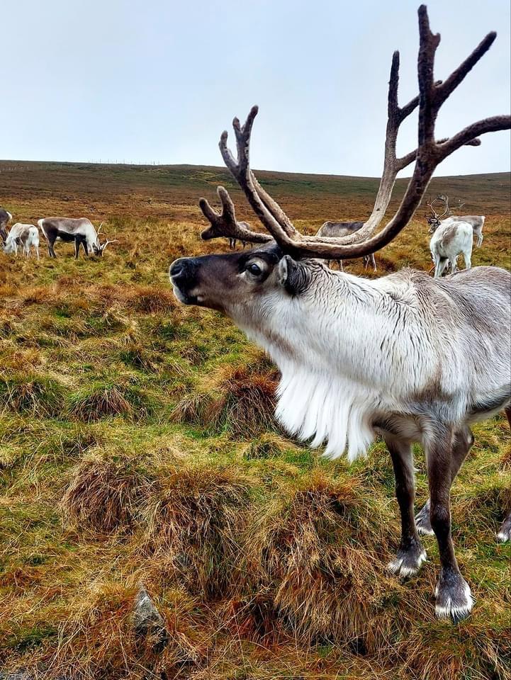 A beautiful day with the Reindeers💚🌲🦌 — at Cairngorm Mountains