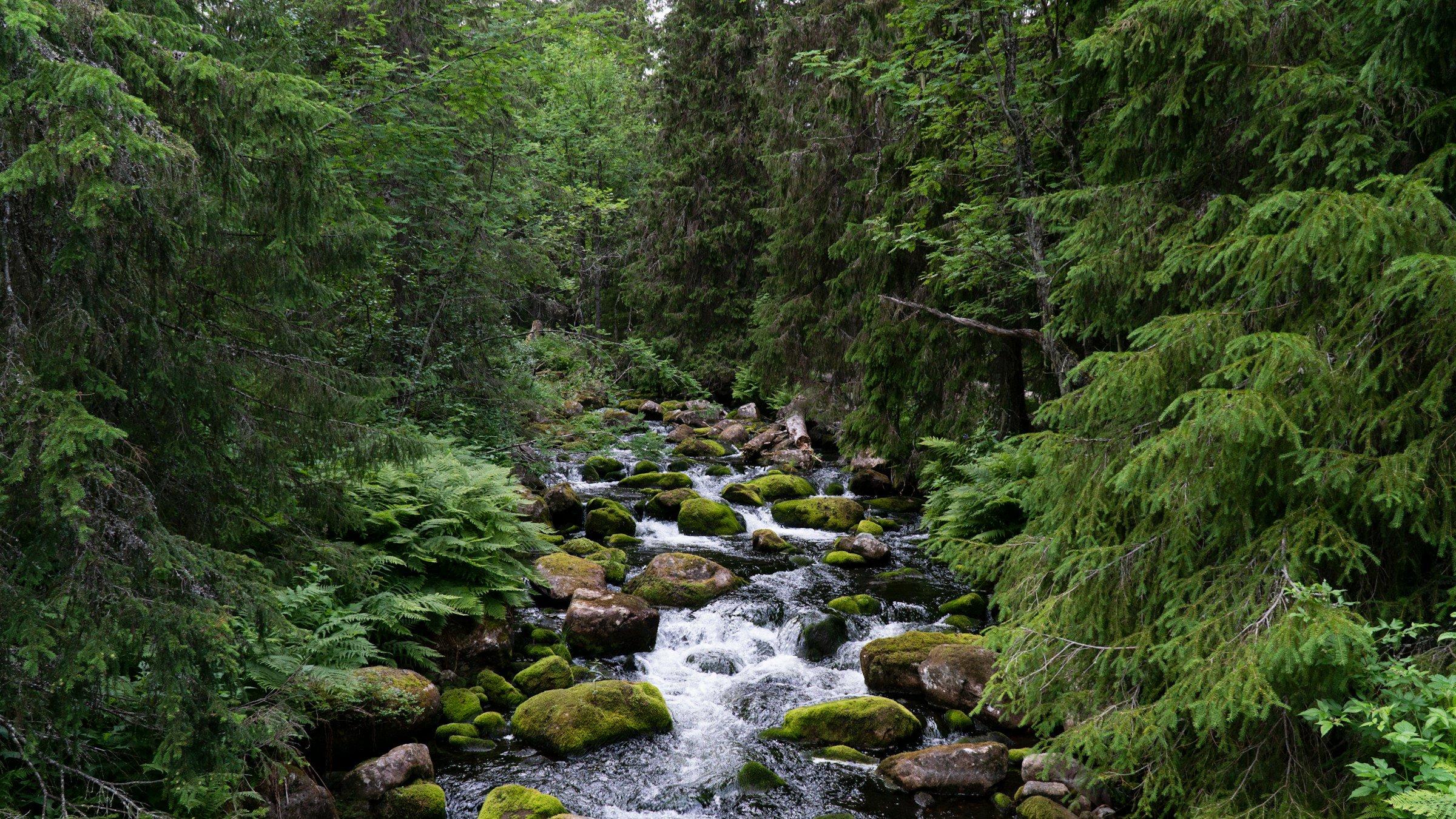 Hunting in Västerbotten Wilderness Areas, Sweden: A comprehensive guide covering species, hunting seasons, regulations, and tips for an unforgettable wilderness hunting experience