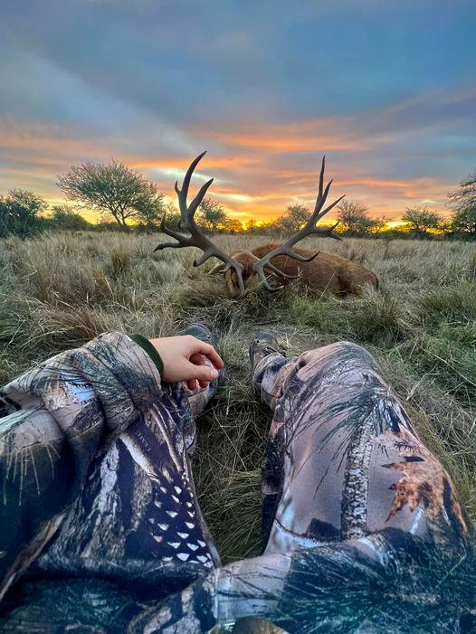 The golden hour and a beautiful deer.