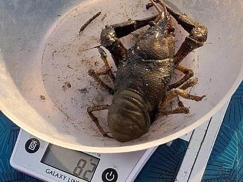 Раки в реке Сал живут хорошо