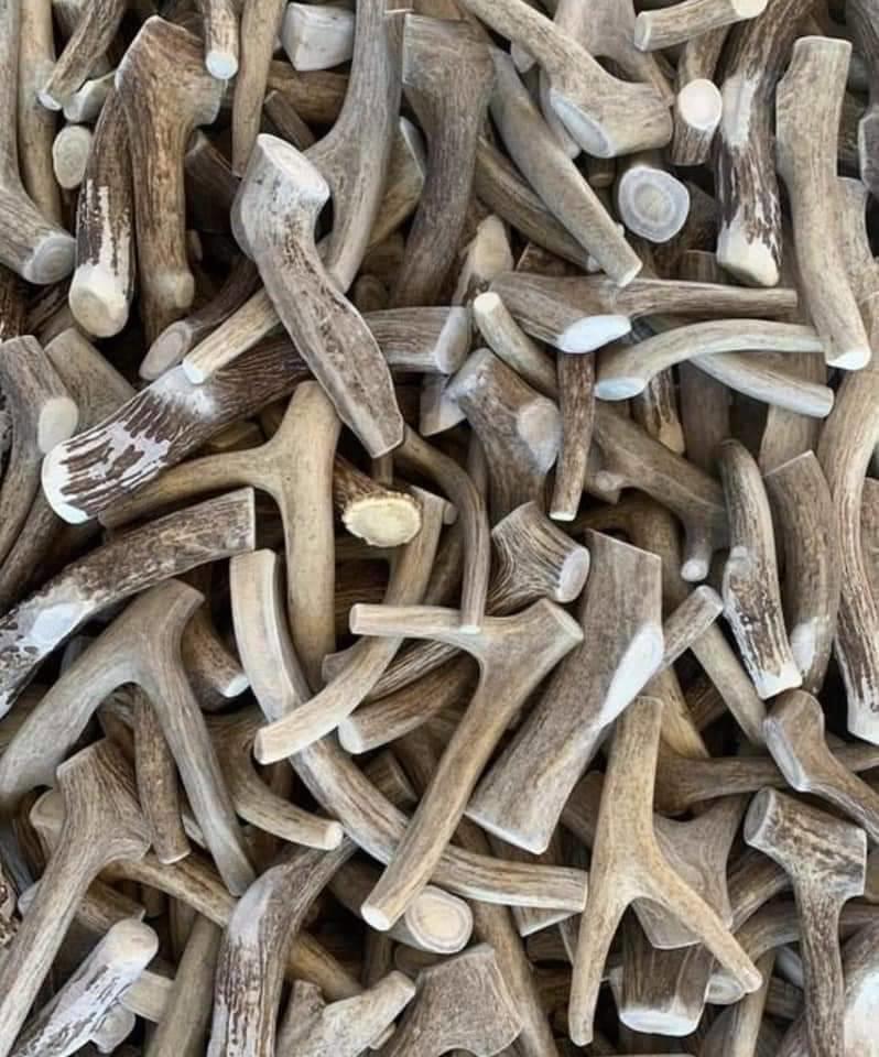 Antlers are extensions of an animal's skull found in members of the Cervidae (deer) family.