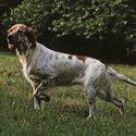 HUNTING DOG BREEDS: WHICH DOG TO CHOOSE FOR HUNTING