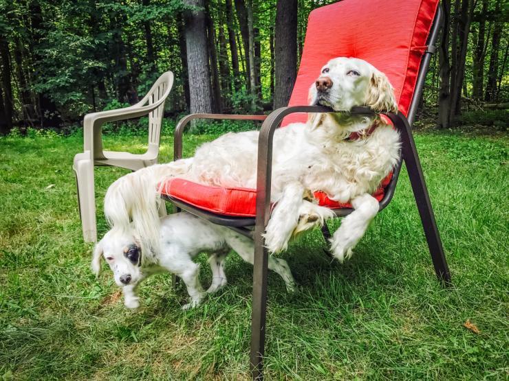 How to Introduce Your Older Hunting Dog to a Puppy