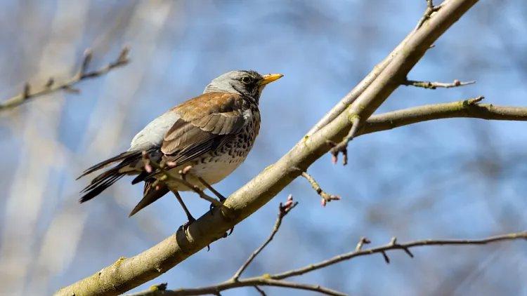 Skylarks, starlings and mistle thrushes: Endangered songbirds licensed to be killed for sport in UK