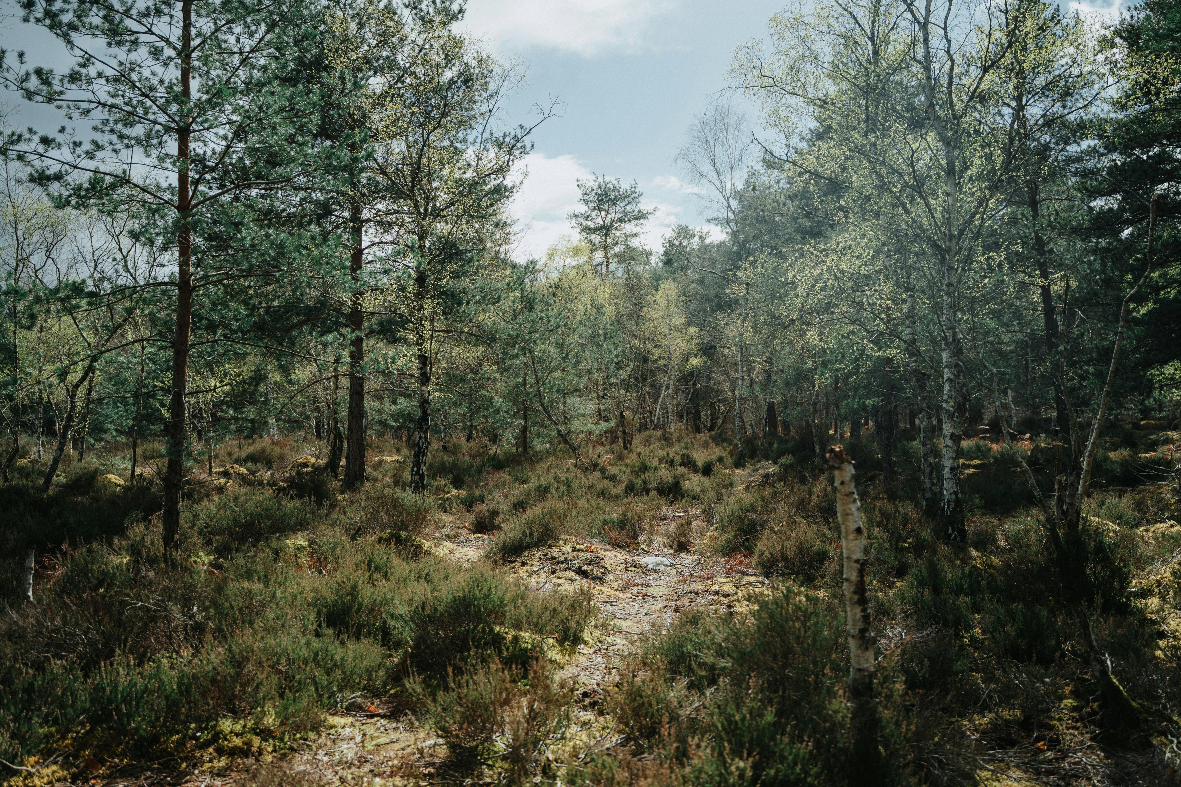Guide Pratique de la Chasse en FORÊT DE FONTAINEBLEAU: Saisons, législation, traditions locales et faune sauvage