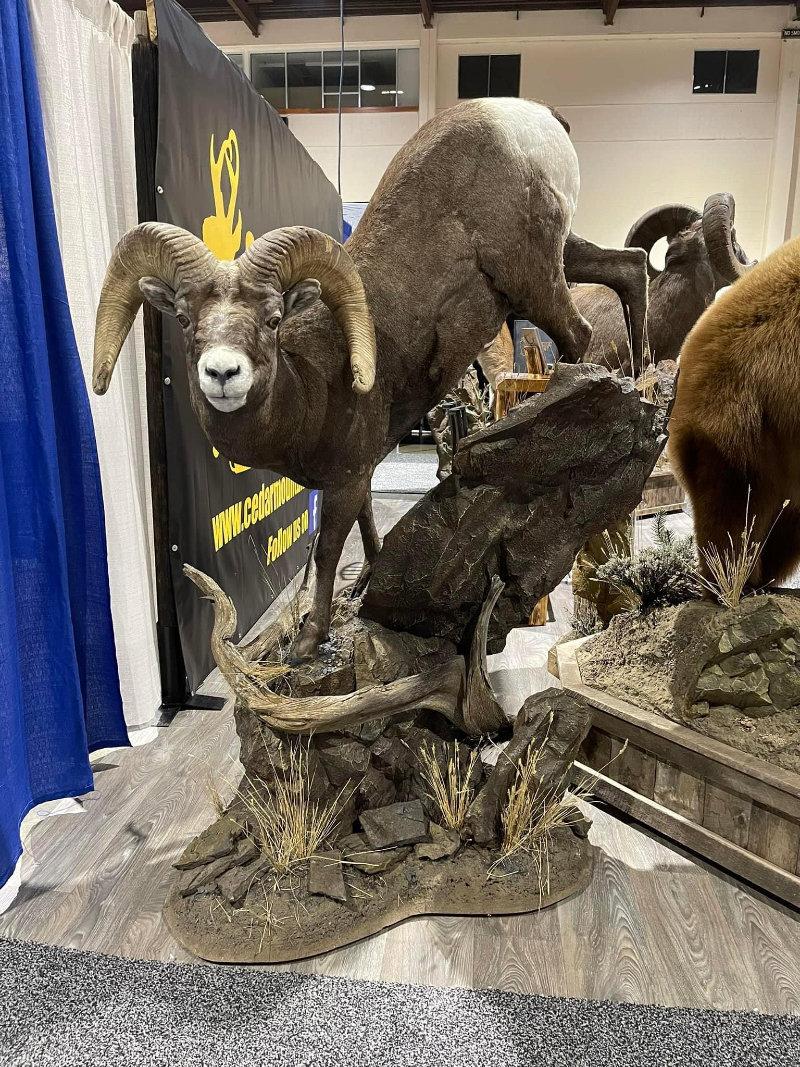 From the mountains in Wyoming all the way to Wild Sheep show in 4 months 👍 My slam was completed and Donny Paul owner of Ceder Creek Taxidermy from Cody WY smashed it!