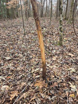 Finished up my last day of deer season with a spike point in the final legal minutes of legal light.