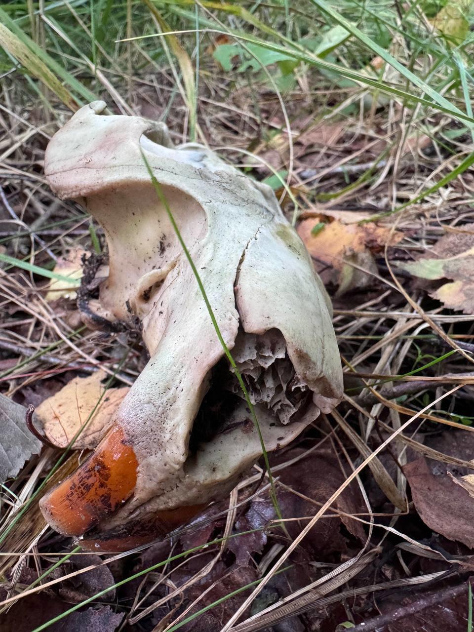🍄Jučer je Sergej Gribov nastavio svoj tihi lov.