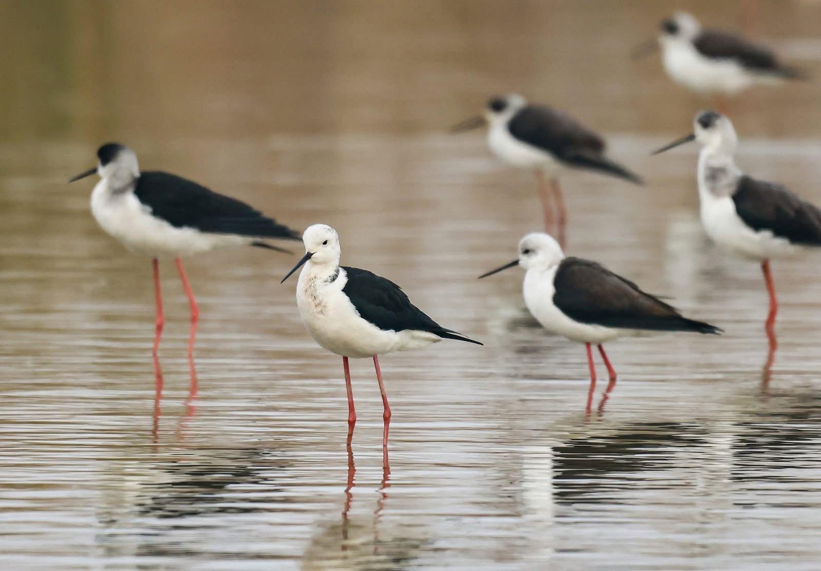 The Jiangsu #Yancheng Wetland and Rare Birds National Nature Reserve in Yancheng, Jiangsu Province has become a winter haven for wildlife.