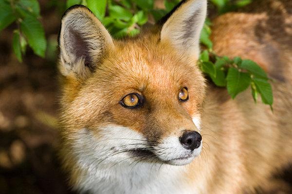 Amateur Hunting Launched in Armenia