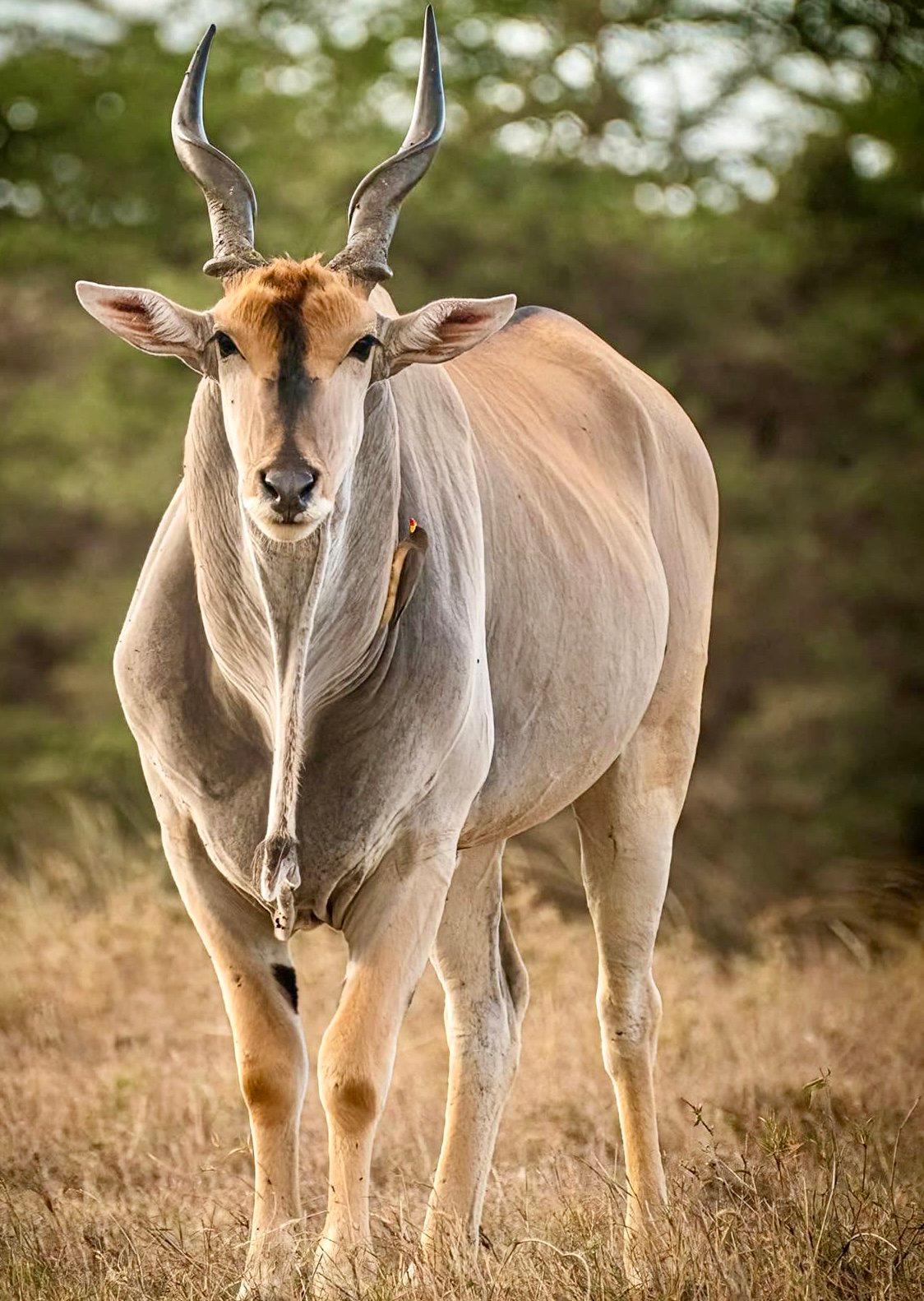 Eland Hunting in Africa: Locations, Methods, Season, Price.