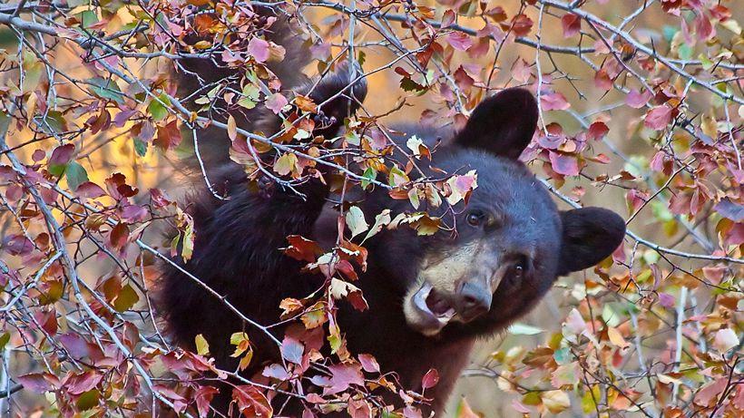 WISCONSIN BOWHUNTER ATTACKED BY BLACK BEAR