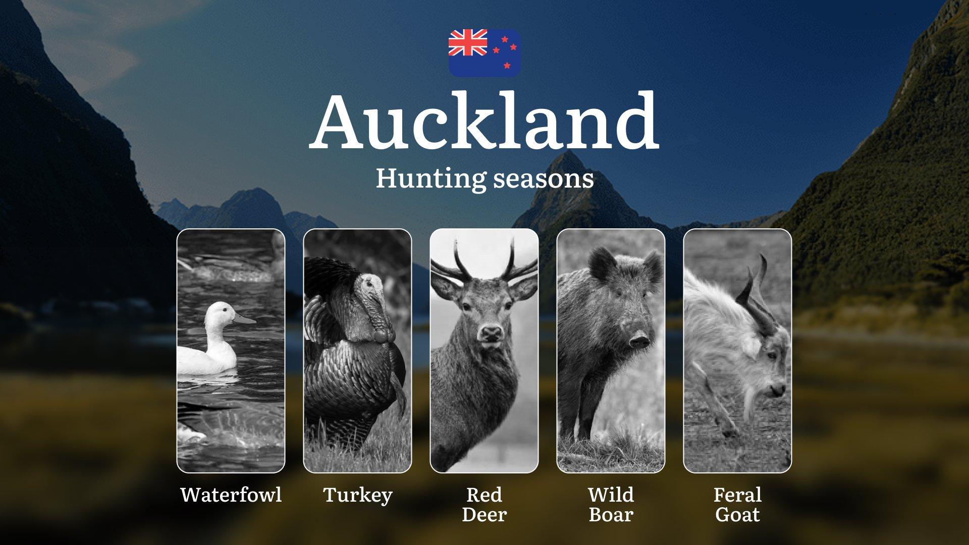 Seasons, Rules, and Best Times for Hunting and Factors Affecting Hunting Seasons: Hunting in AUCKLAND
