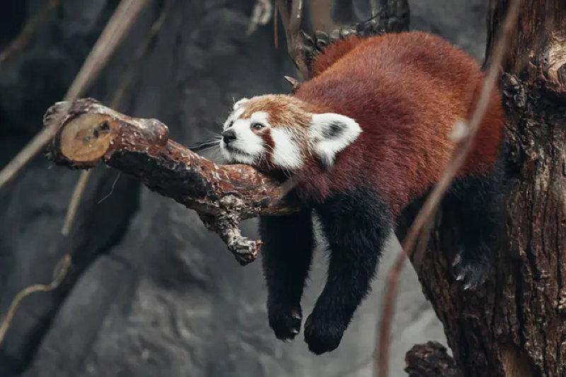 Firefox