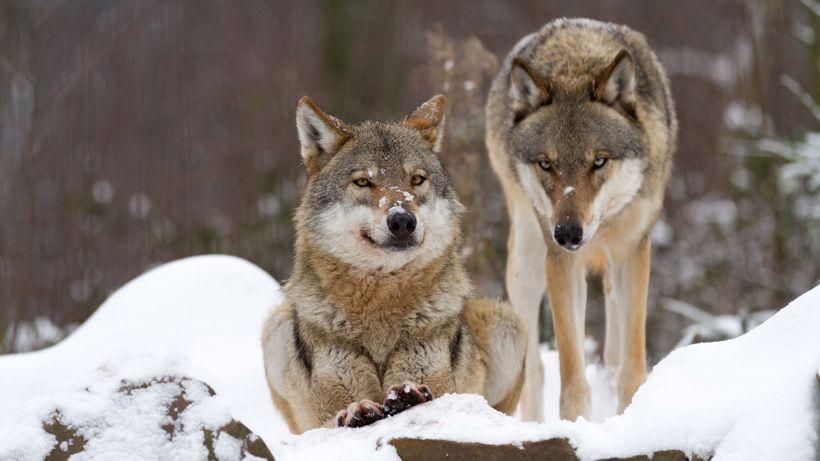 Wolf season shuts down early in southwestern Montana