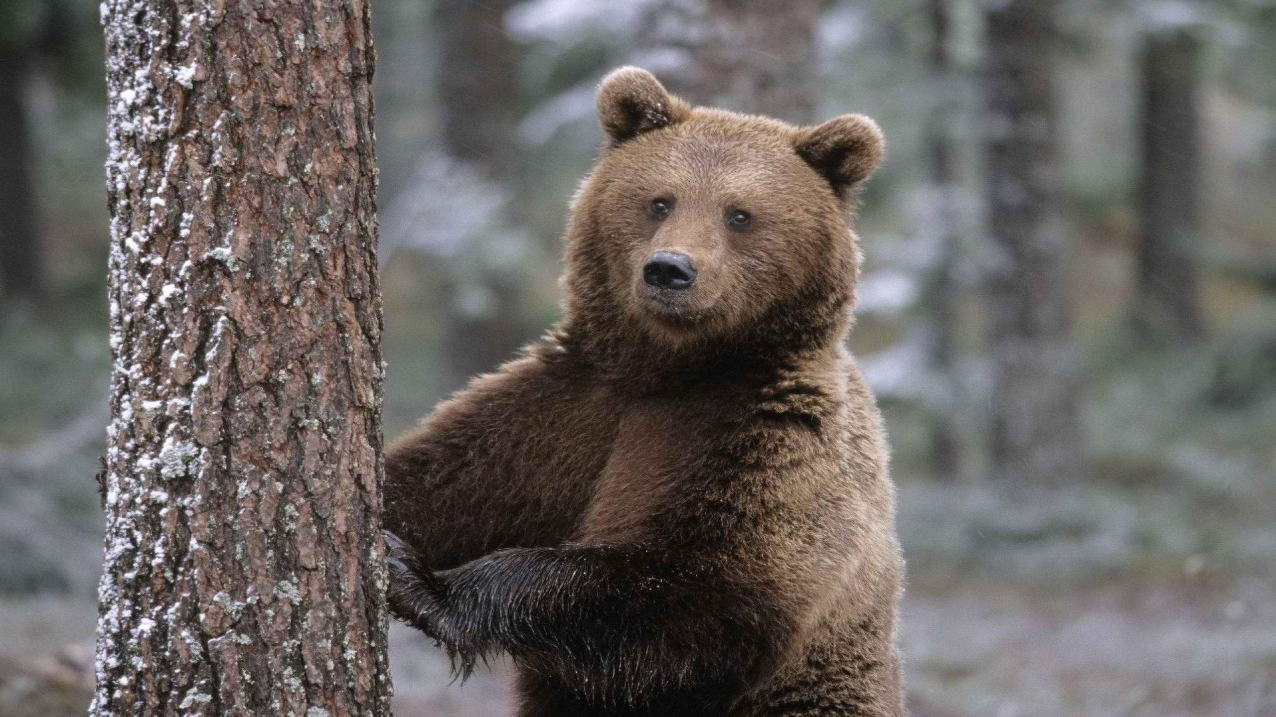 Brown Bear