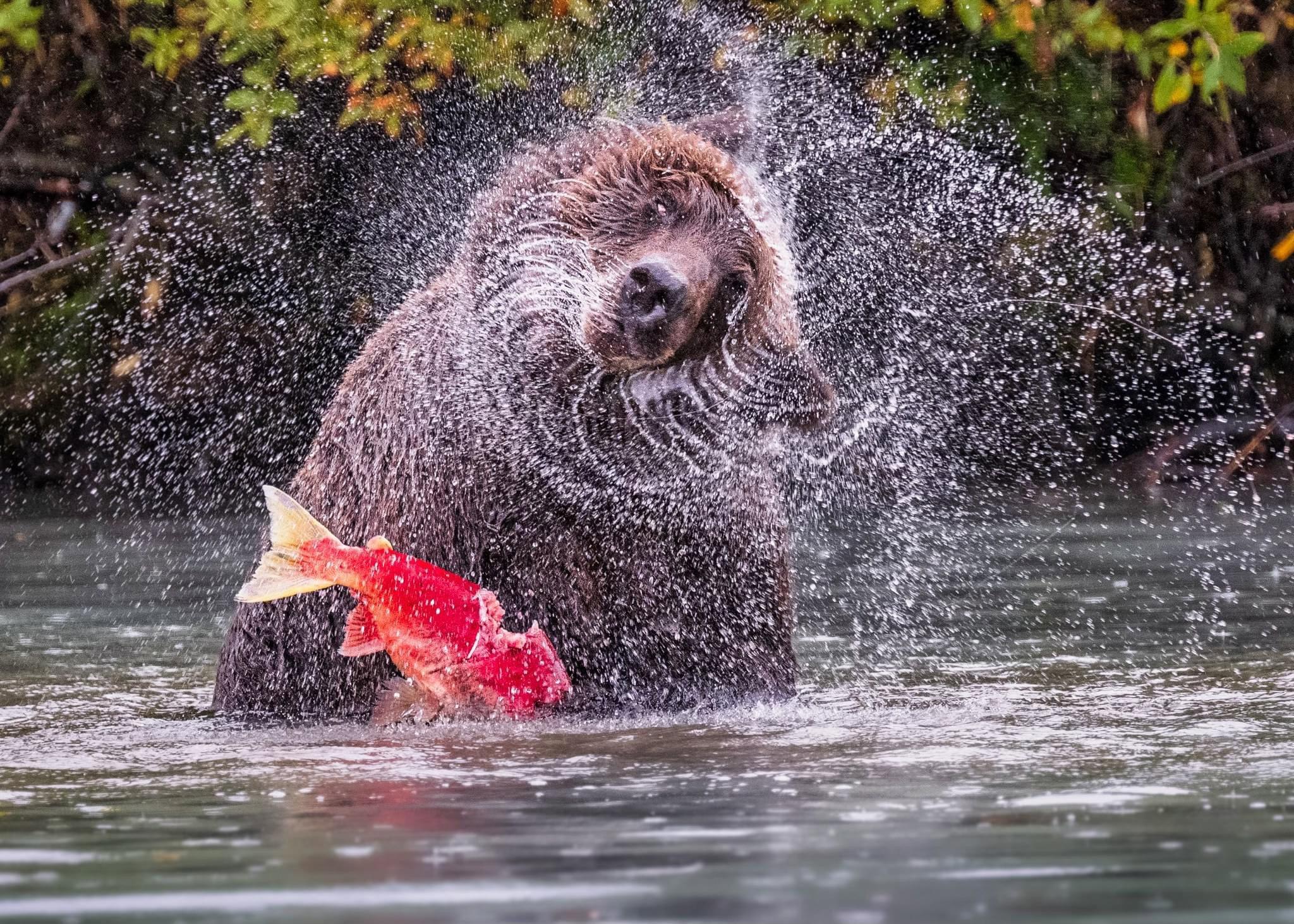 A Blessed Experience with Bears at Lake Clark National Park, Crescent Lake
