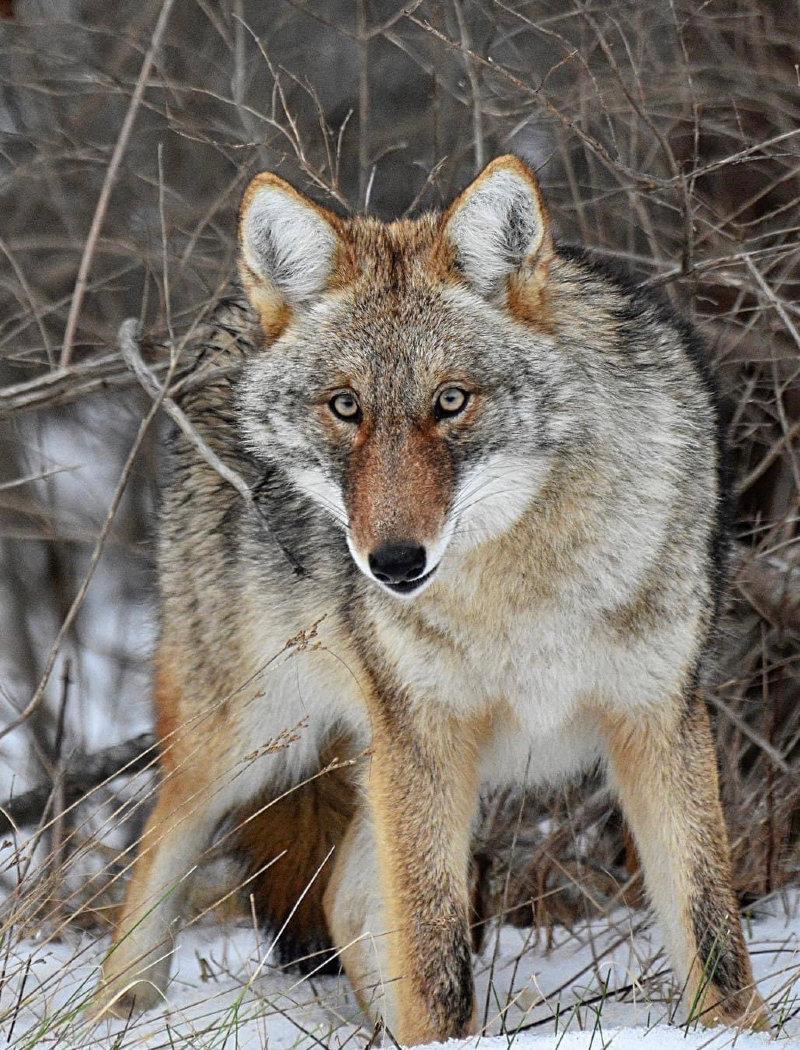 Female Coyote 