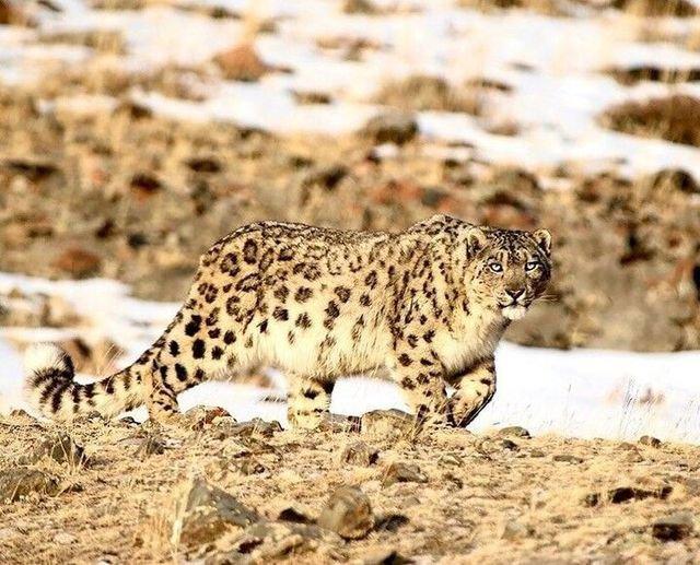 Mesmerising photos of a wild Snow Leopard 🐆 in Mongolia.