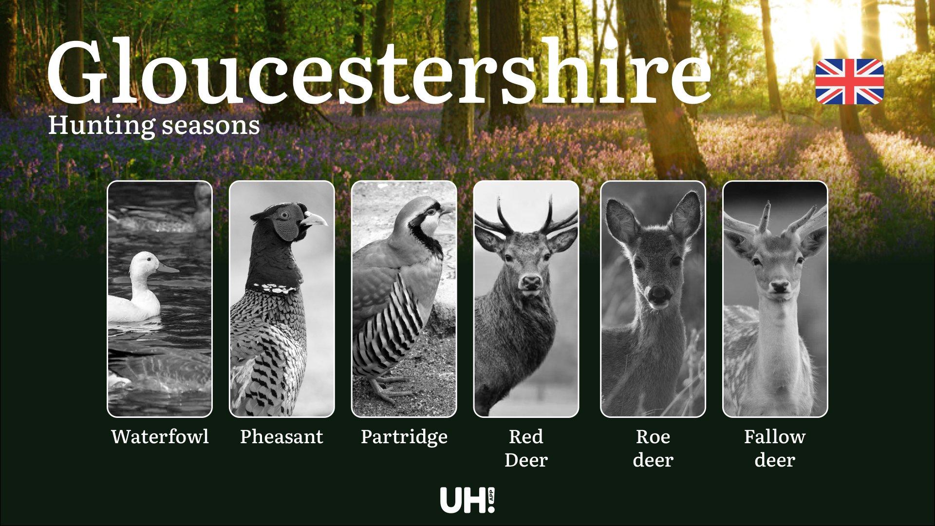 Gloucestershire Hunting Seasons: Dates, Licenses, Rules & Best Game Spots